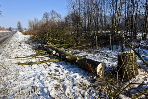 Wycinka na Fromborskiej, tu będzie ścieżka