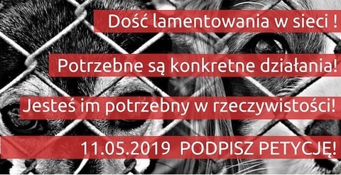 Z pomocą bezdomnym zwierzętom