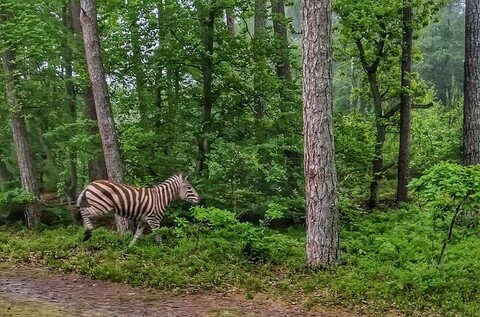 Po lesie biegała... zebra