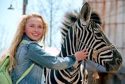 Zebra z klasą