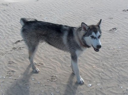 Zaginął husky
