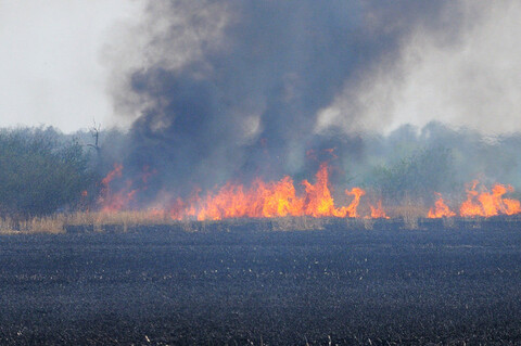 Znów płoną trawy