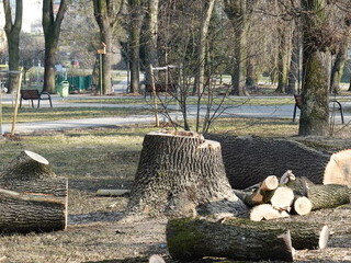 Wiosenny wandalizm piłą łańcuchową