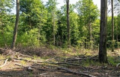 Lasy Nadleśnictwa Elbląg będą pełniły funkcję obronną