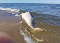 Martwy wieloryb na plaży. Pobrano próbki DNA do badań