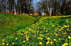 Miasto gra w zielone