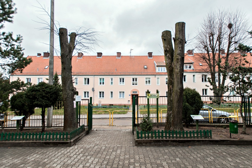 Drzewa umierają stojąc