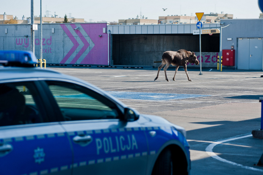 Łoś na parkingu w C.H. Ogrody