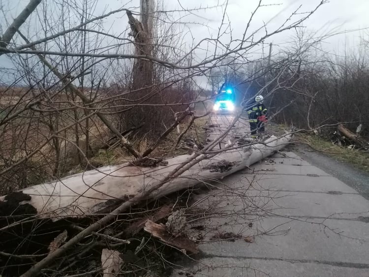 Silnie wieje w Elblągu i powiecie. Strażacy interweniowali kilkadziesiąt razy
