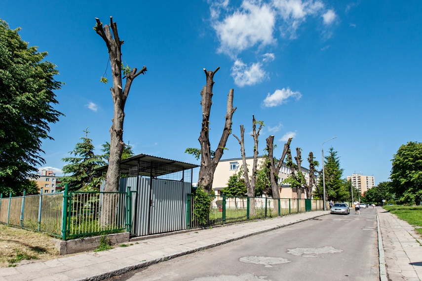 Greenwashing po elbląsku