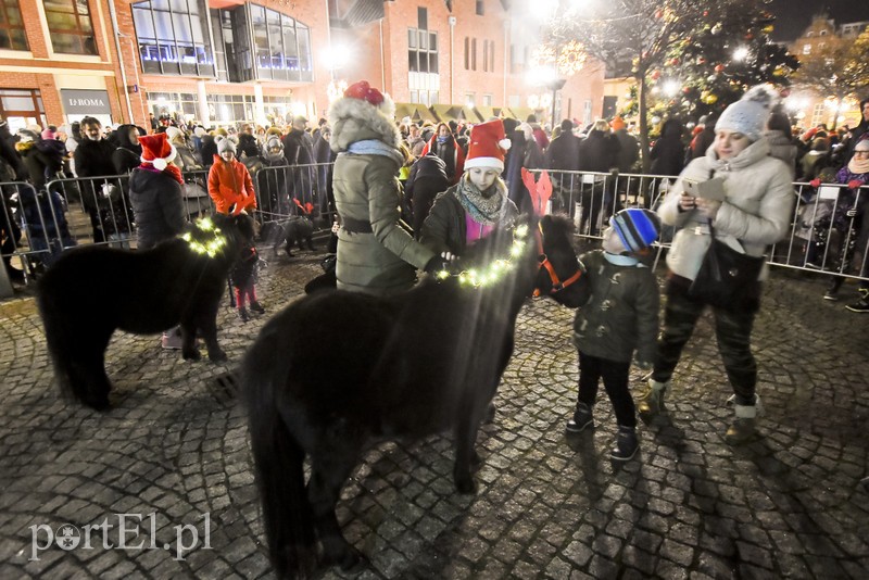 Choinka już zdobi Stare Miasto