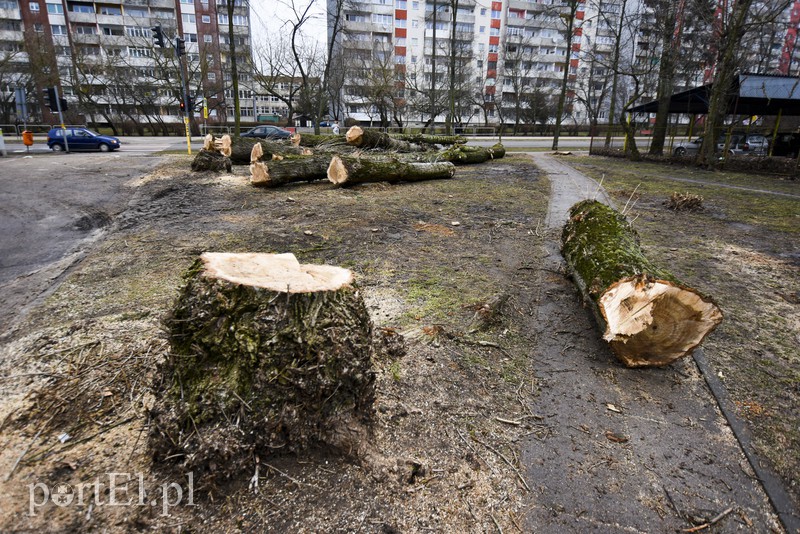 Wyrzynają w pień, bo mogą 