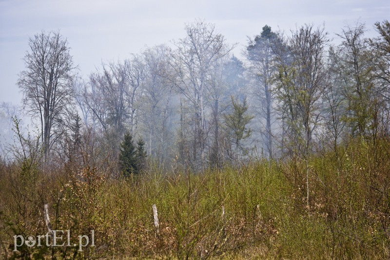 Pożar w środku lasu