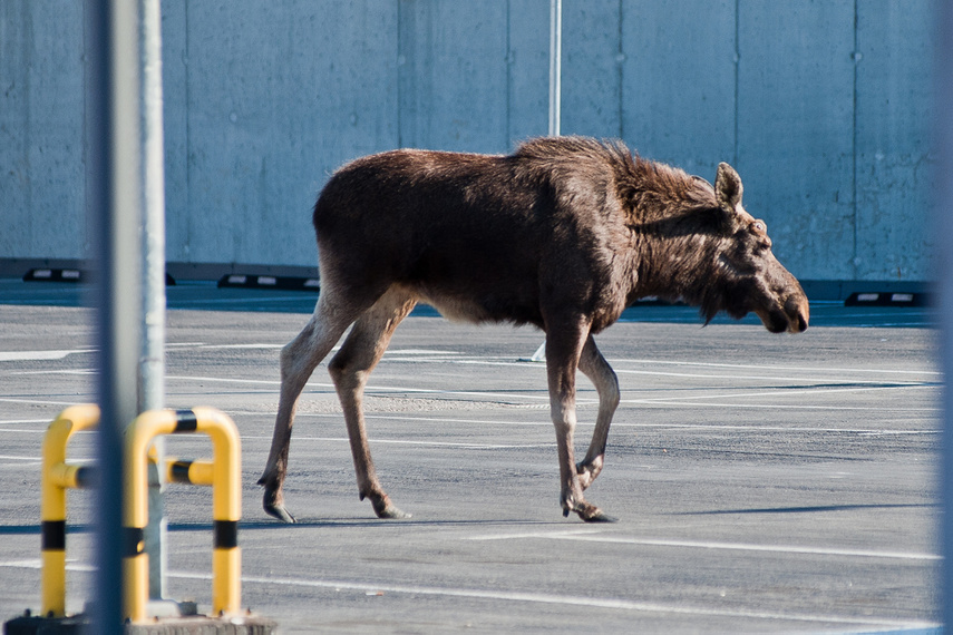 Łoś na parkingu w C.H. Ogrody