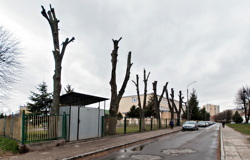 Drzewa umierają stojąc