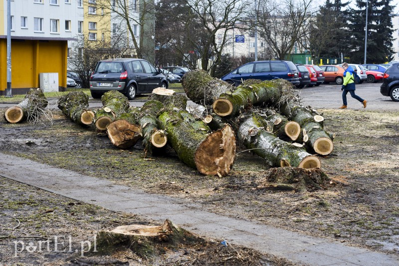 Wyrzynają w pień, bo mogą 