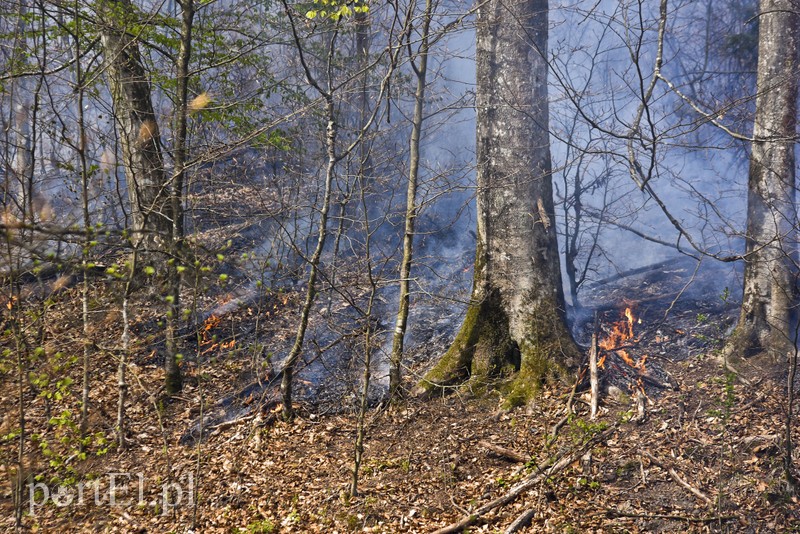 Pożar w środku lasu