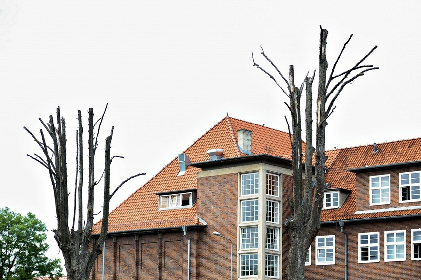 Greenwashing po elbląsku