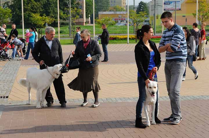 Najlepszy przyjaciel człowieka