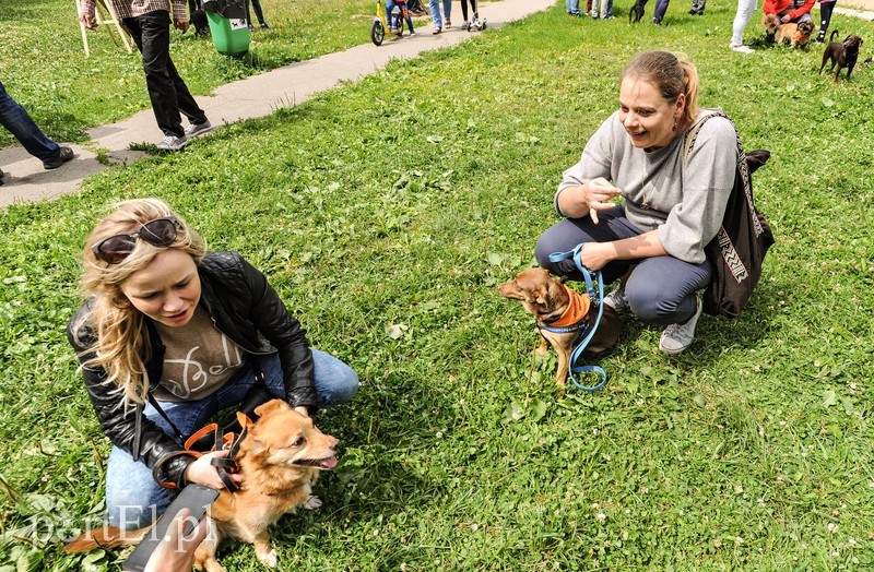 Adopsiaki mają głos
