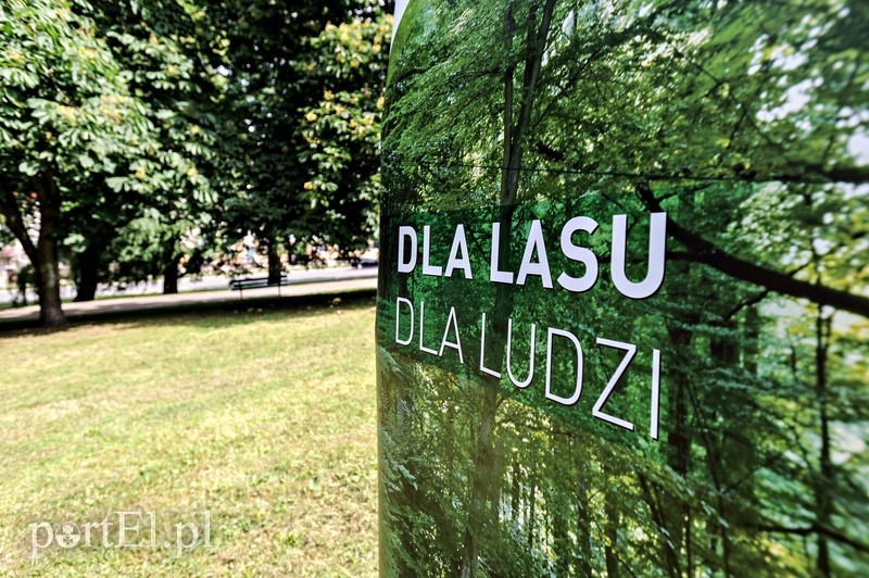 Niech ten dąb przypomina nam o drodze do wolności