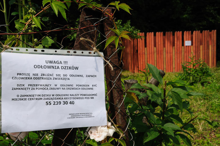 Pierwsza odłownia dzików w Elblągu