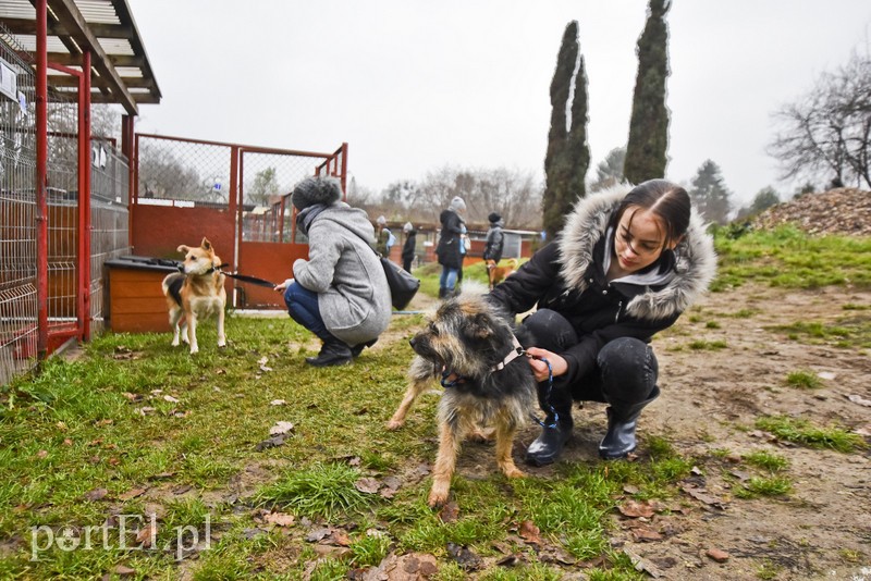 Pobiegli ponownie na sześć łap