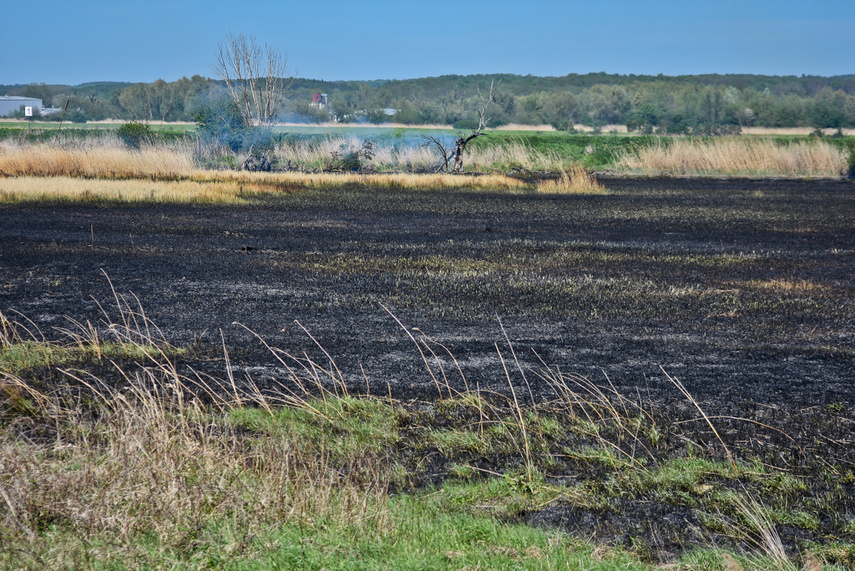 Pożar trzcinowiska, ogień strawił około 3 hektary terenu