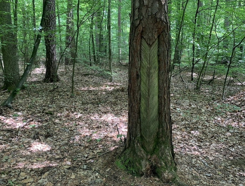 Śladami fortów nad Szelągiem