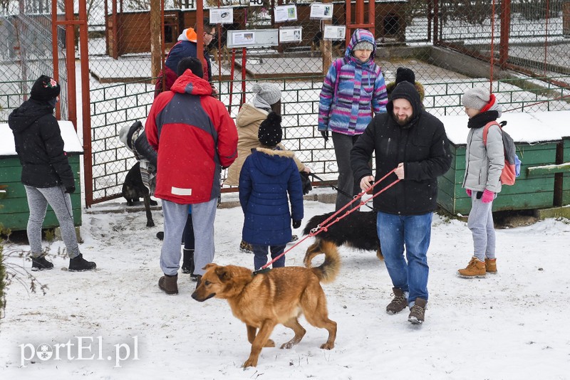 Zimowy spacer na sześć łap
