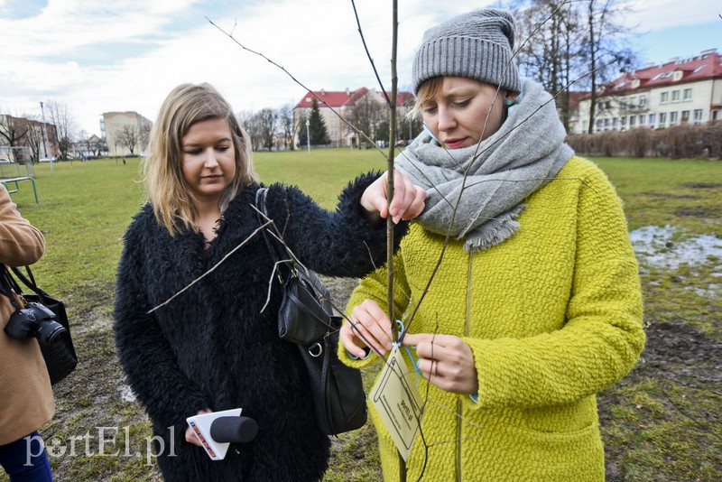 Jedni tną, inni sadzą
