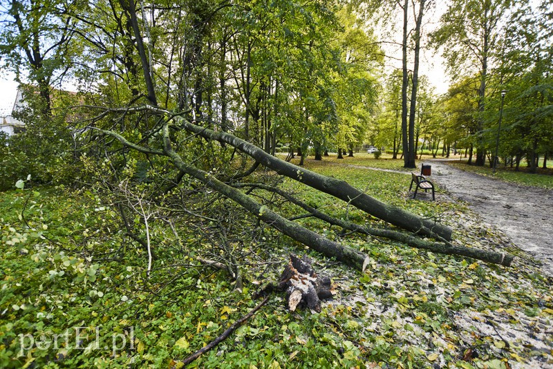 Połamane drzewa w parku Kajki