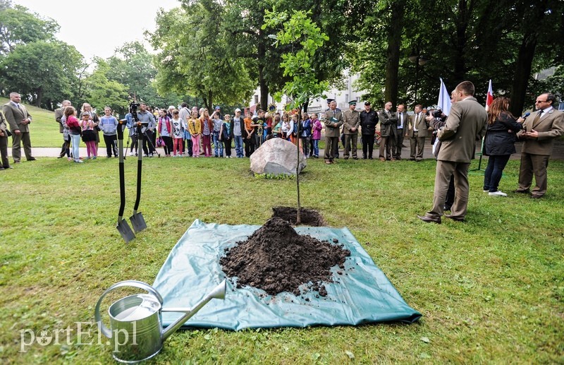 Niech ten dąb przypomina nam o drodze do wolności
