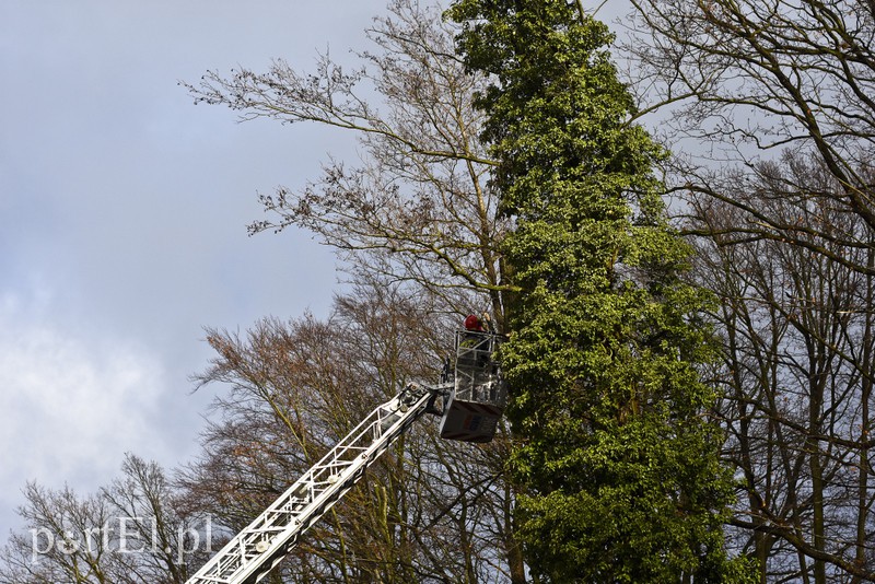 Skarpa z drzewami osunęła się na drogę