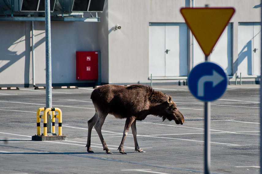 Łoś na parkingu w C.H. Ogrody