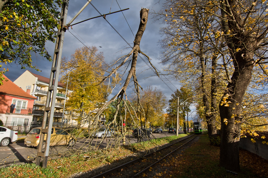 Konar spadł na trakcję. Tramwaje nie jeżdżą