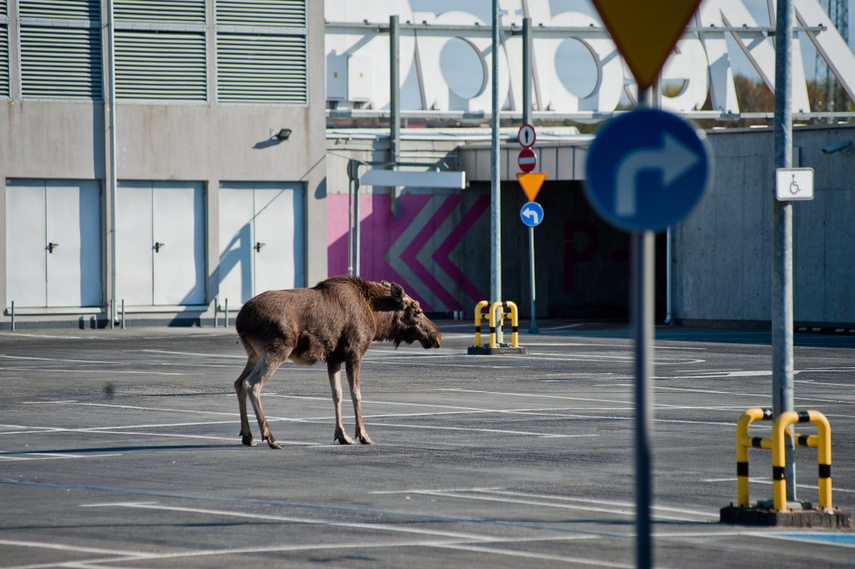 Łoś na parkingu w C.H. Ogrody