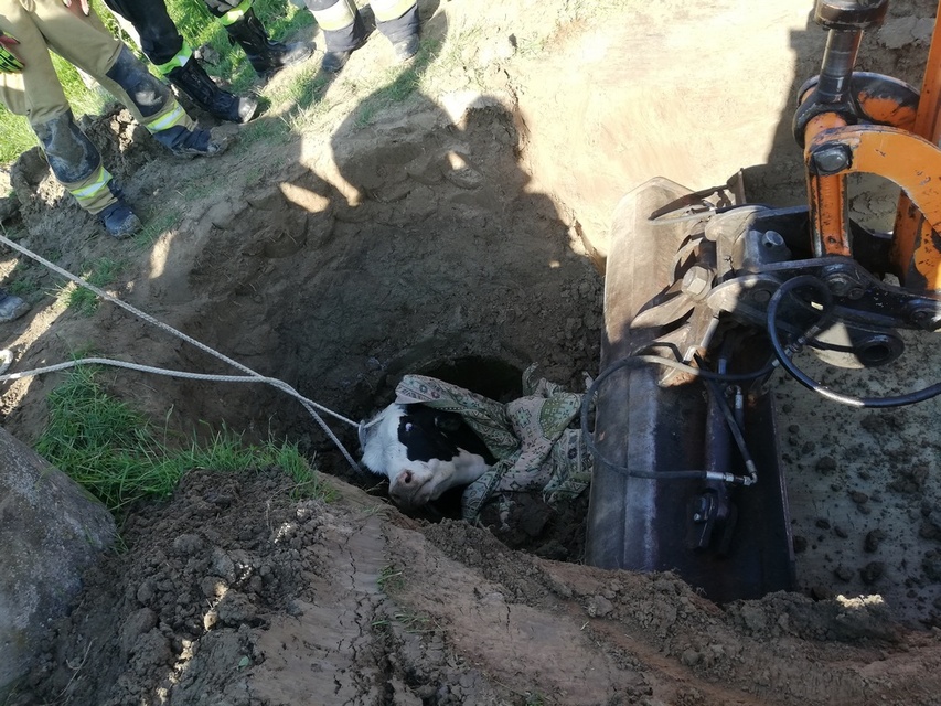 Byk wpadł do studni. Uratowali go strażący