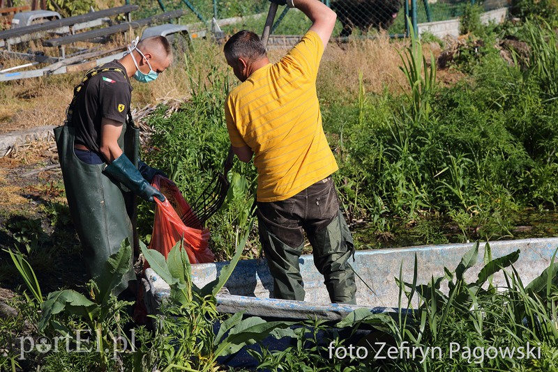 Katastrofa ekologiczna na jeziorze Druzno