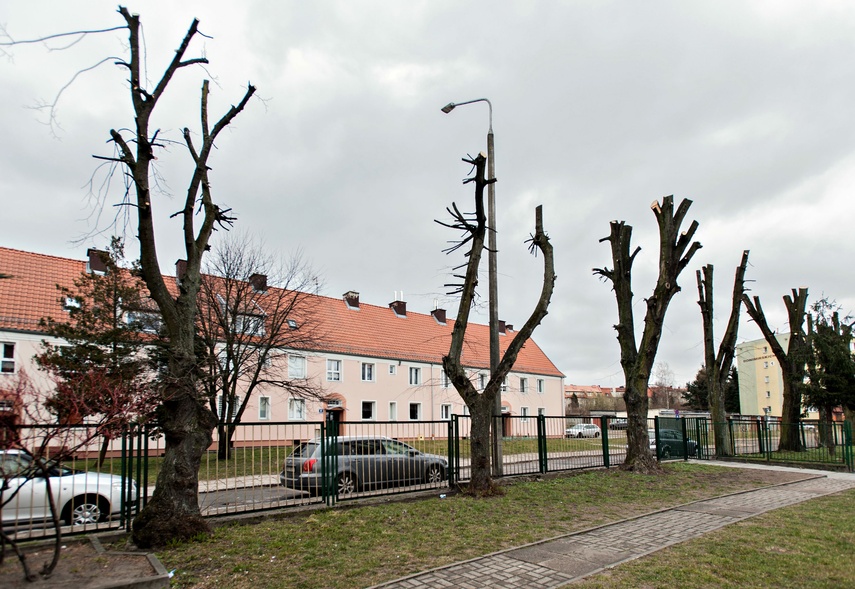 Drzewa umierają stojąc