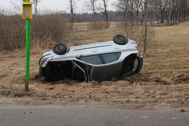 Laguną ścięła drzewo