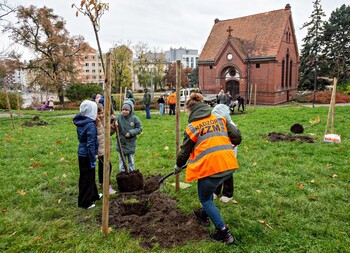 >Śliwy, wiśnie i kasztanowce w parku Traugutta