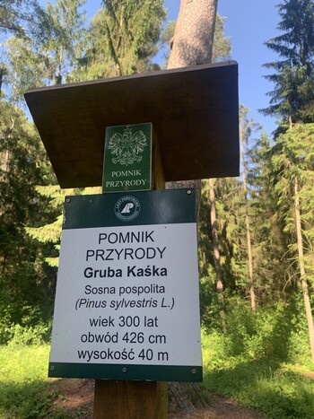 >W poszukiwaniu wielkiej sosny