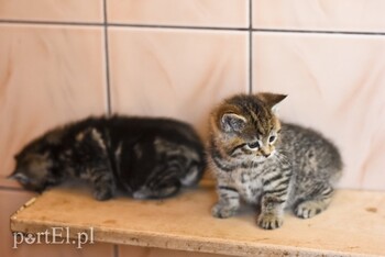 >Galeria pod psem i kotem (Odc.50)