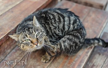 >Galeria pod psem i kotem (Odc.48)