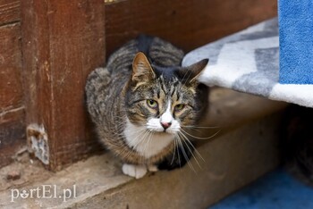 >Galeria pod psem i kotem (Odc.47)