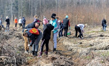 >Niech się lasy pną do góry