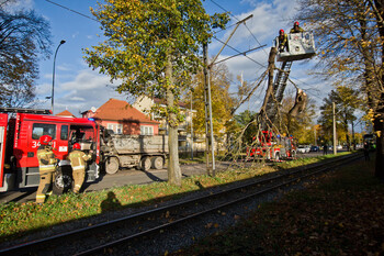 >Konar spadł na trakcję. Tramwaje nie jeżdżą