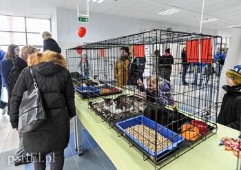 >Miau, zabierz mnie do domu