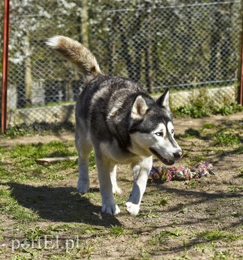 >Galeria pod psem i kotem (Odc.53)